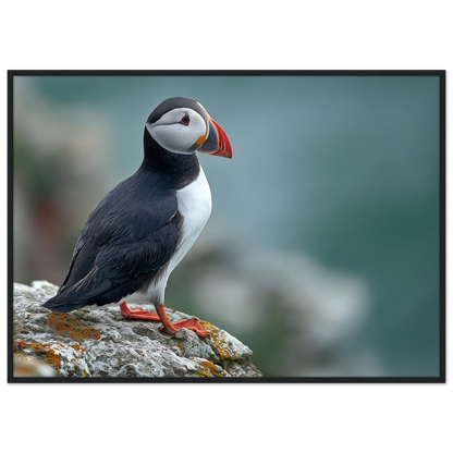 Atlantic puffin on a lichened cliff ledge above the sea, print in a black frame