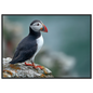 Atlantic puffin on a lichened cliff ledge above the sea, print in a black frame
