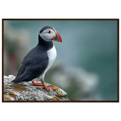 Atlantic puffin on a lichened cliff ledge above the sea, print in a dark brown wood frame