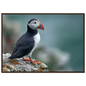 Atlantic puffin on a lichened cliff ledge above the sea, print in a dark brown wood frame