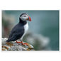 Atlantic puffin on a lichened cliff ledge above the sea, print in a white frame