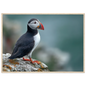 Atlantic puffin on a lichened cliff ledge above the sea, print in a natural light wood frame