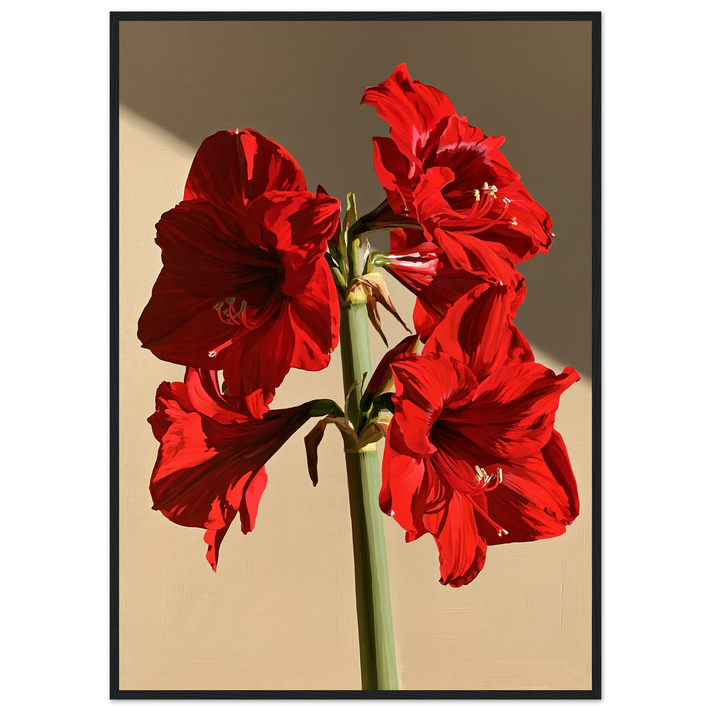 Red amaryllis in full flower on a warm putty ground, print in a black frame