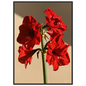 Red amaryllis in full flower on a warm putty ground, print in a black frame