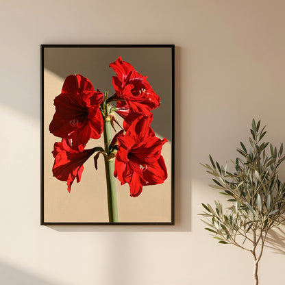 Red amaryllis in full flower, in a black frame on a plain cream wall beside a potted olive tree