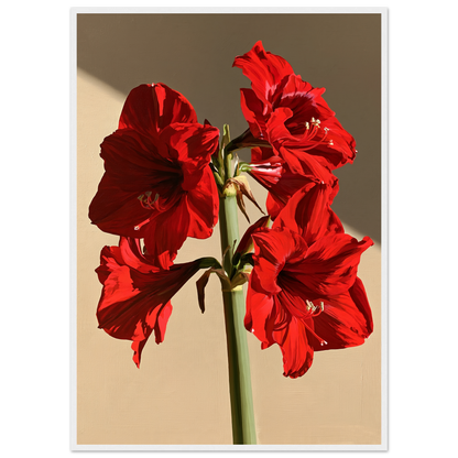Red amaryllis in full flower on a warm putty ground, print in a white frame