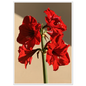Red amaryllis in full flower on a warm putty ground, print in a white frame