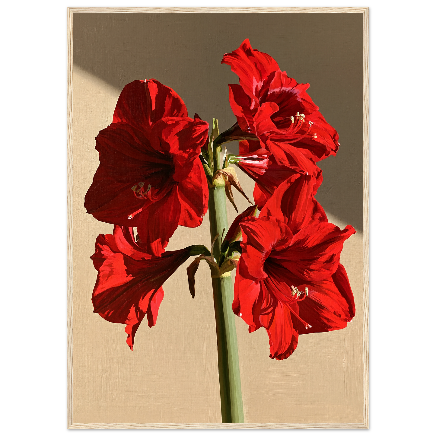 Red amaryllis in full flower on a warm putty ground, print in a natural wood frame
