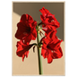 Red amaryllis in full flower on a warm putty ground, print in a natural wood frame