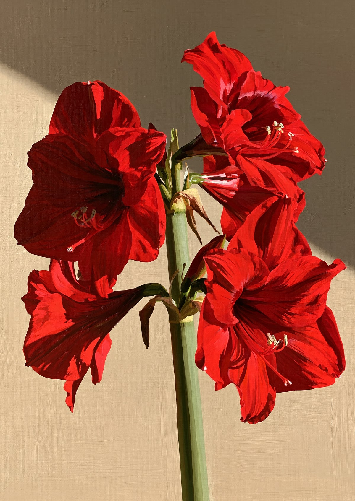 A single amaryllis stem in full flower, deep crimson trumpets on one thick green stalk against a flat warm putty ground
