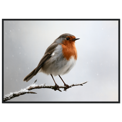A European robin on a snow-dusted branch, print in a black frame