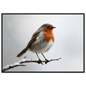 A European robin on a snow-dusted branch, print in a black frame