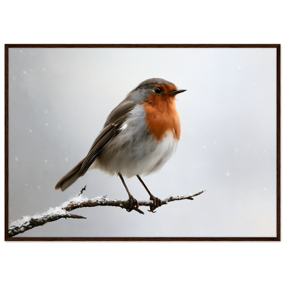 A European robin on a snow-dusted branch, print in a dark wood frame