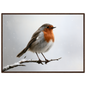 A European robin on a snow-dusted branch, print in a dark wood frame