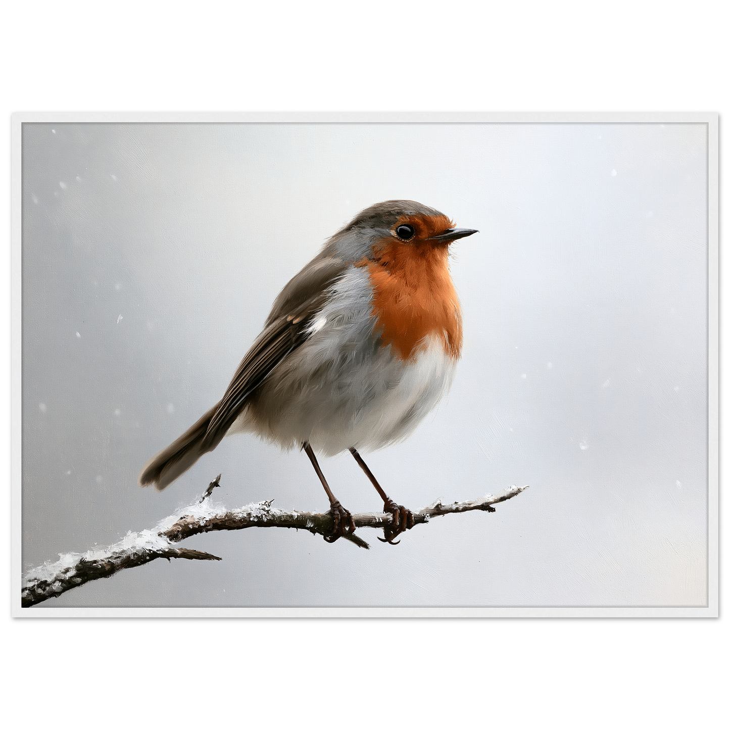 A European robin on a snow-dusted branch, print in a white frame
