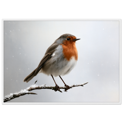 A European robin on a snow-dusted branch, print in a white frame