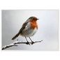 A European robin on a snow-dusted branch, print in a white frame