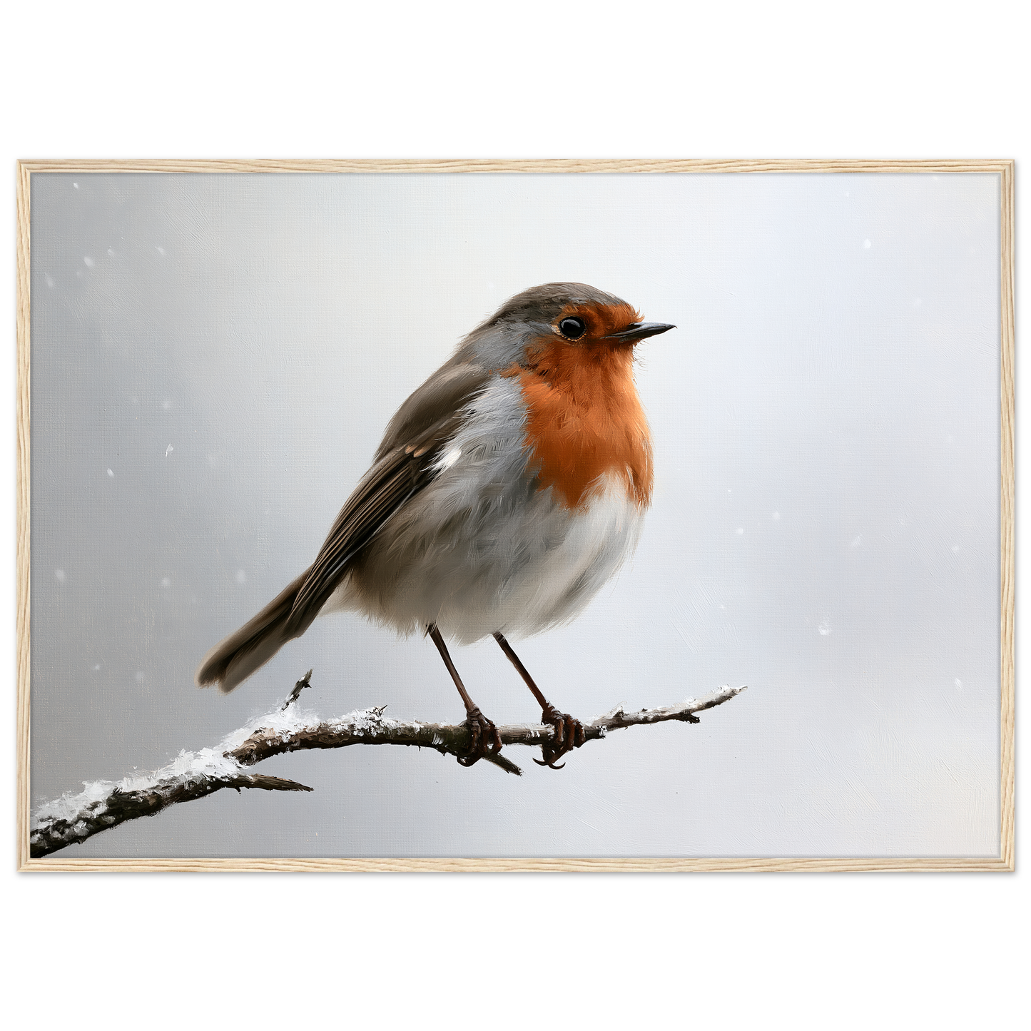 A European robin on a snow-dusted branch, print in a natural wood frame
