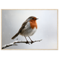 A European robin on a snow-dusted branch, print in a natural wood frame