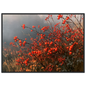 An autumn hedgerow of scarlet rosehips in oil, print in a black frame