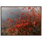 An autumn hedgerow of scarlet rosehips in oil, print in a dark wood frame