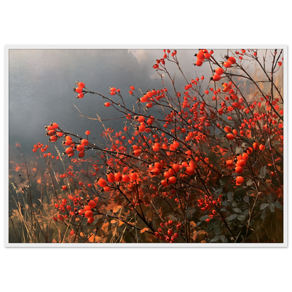 An autumn hedgerow of scarlet rosehips in oil, print in a white frame