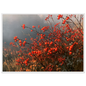 An autumn hedgerow of scarlet rosehips in oil, print in a white frame