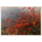 An autumn hedgerow of scarlet rosehips in oil, print in a natural wood frame