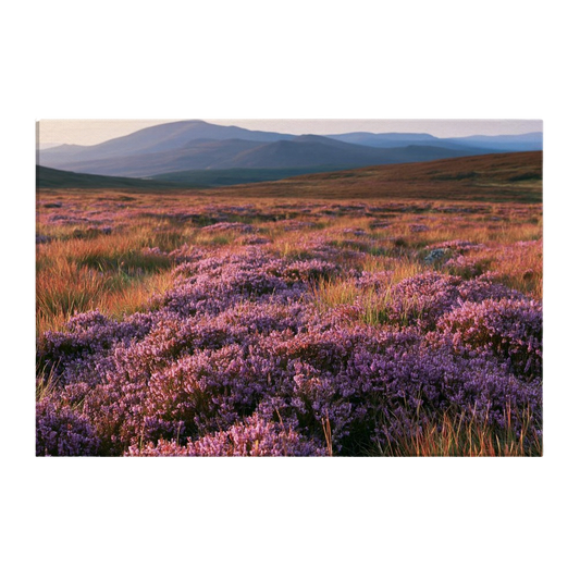 A Scottish heather moor in full bloom under low sun, purple heather running back to blue hills, printed on stretched canvas