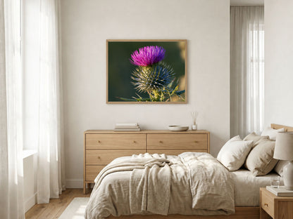 A Scottish thistle in full purple flower, hanging above a chest of drawers in a bright bedroom