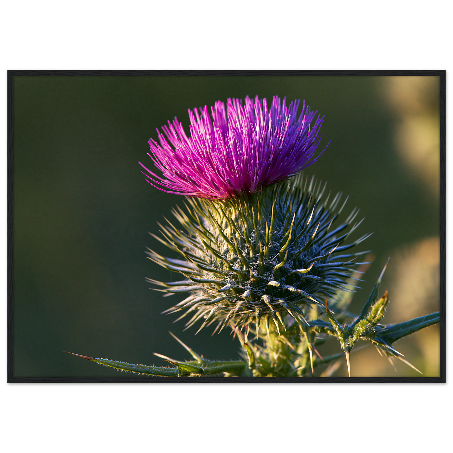 A Scottish thistle in full purple flower above silver spines, print in a black frame
