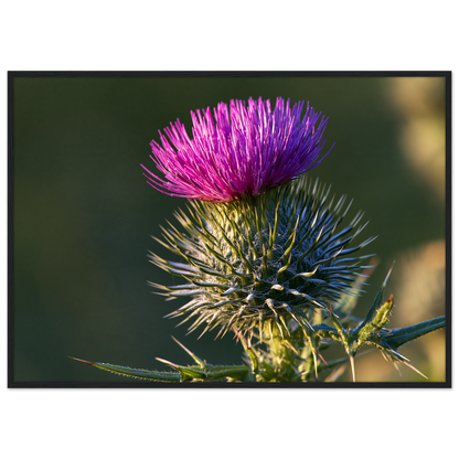 A Scottish thistle in full purple flower above silver spines, print in a black frame