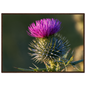A Scottish thistle in full purple flower above silver spines, print in a dark wood frame