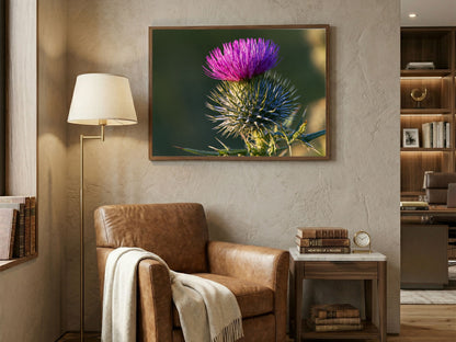 A Scottish thistle in full purple flower, hanging above a leather armchair in a reading corner