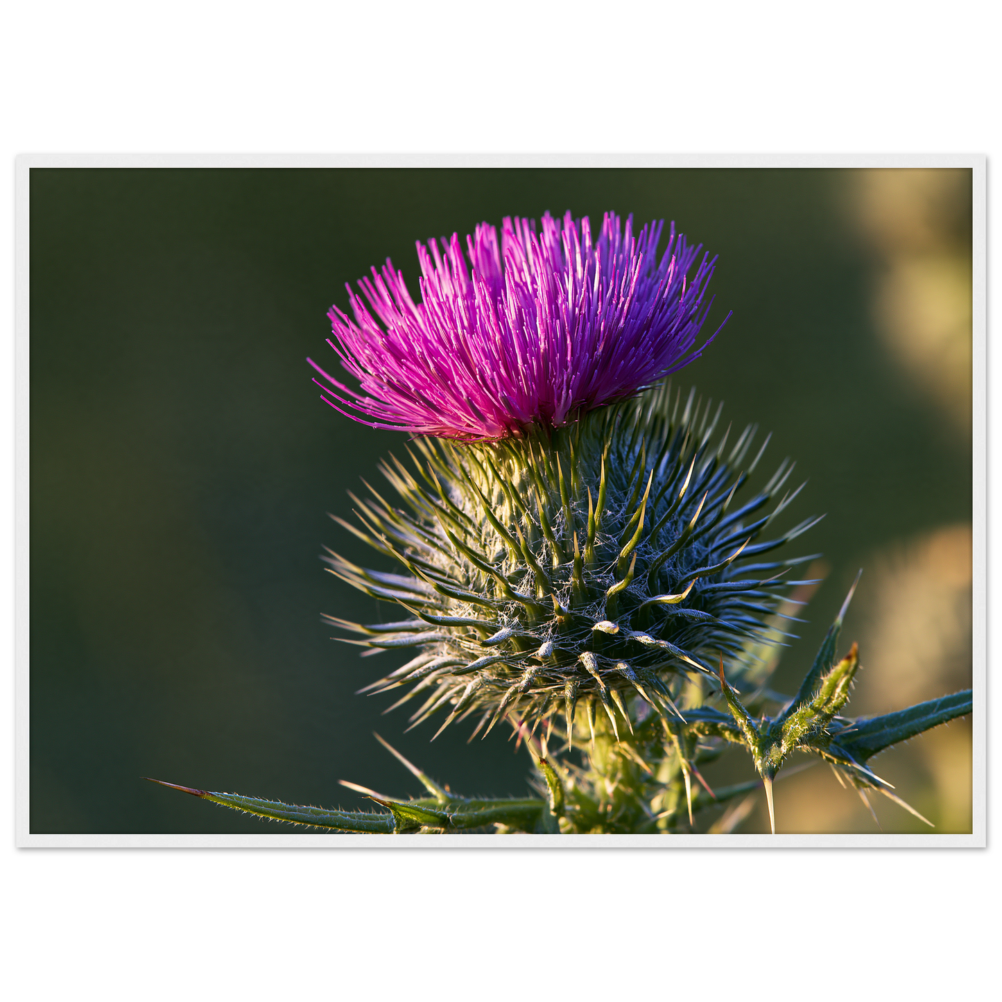 A Scottish thistle in full purple flower above silver spines, print in a white frame