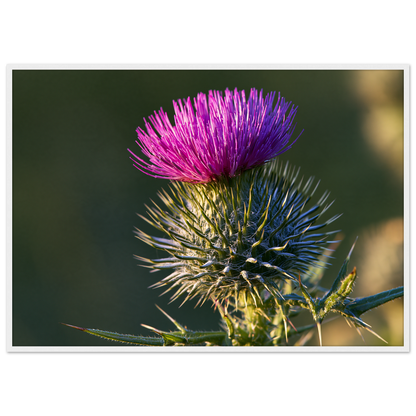 A Scottish thistle in full purple flower above silver spines, print in a white frame