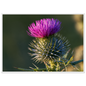 A Scottish thistle in full purple flower above silver spines, print in a white frame