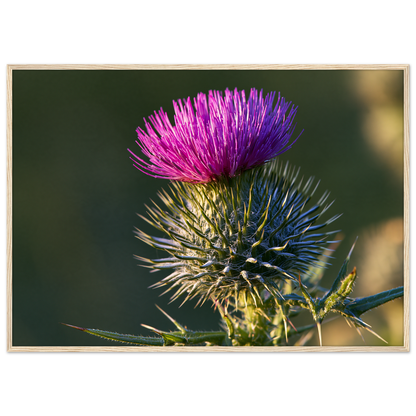 A Scottish thistle in full purple flower above silver spines, print in a natural wood frame