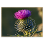 A Scottish thistle in full purple flower above silver spines, print in a natural wood frame