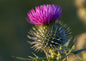 A Scottish thistle in full magenta flower above a globe of silver-green spines, against a soft dark green ground