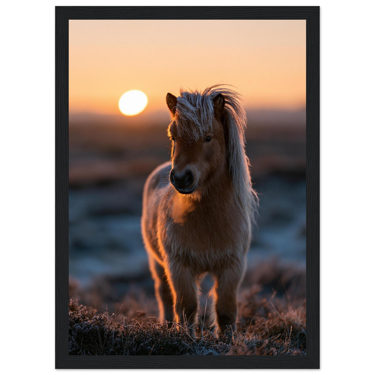 Shetland pony at sunset, print in a black frame