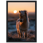 Shetland pony at sunset, print in a black frame