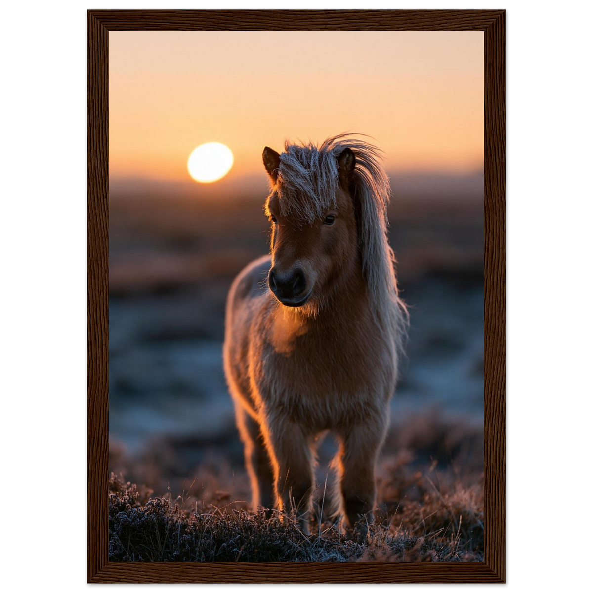 Shetland pony at sunset, print in a dark wood frame