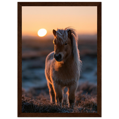 Shetland pony at sunset, print in a dark wood frame