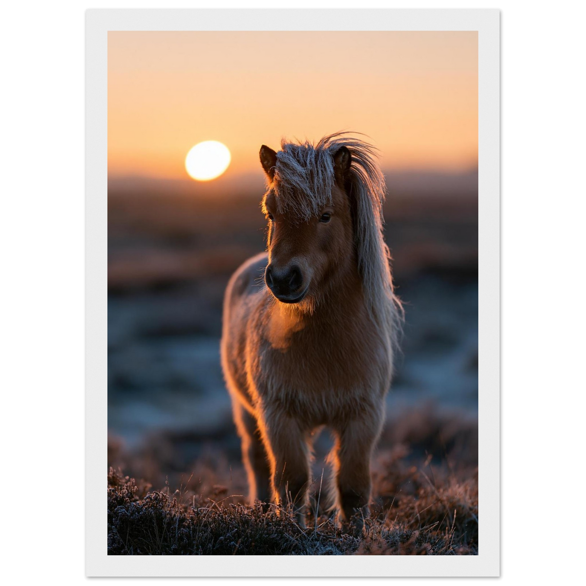 Shetland pony at sunset, print in a white frame