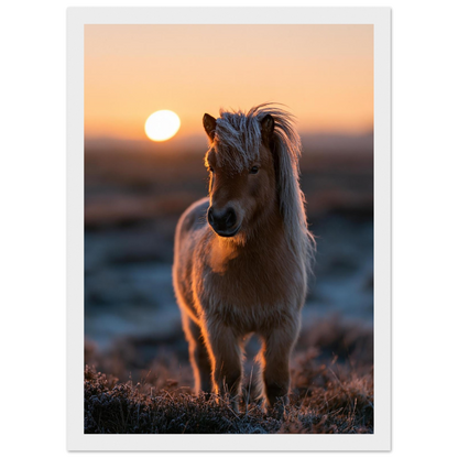 Shetland pony at sunset, print in a white frame