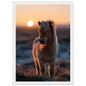 Shetland pony at sunset, print in a white frame