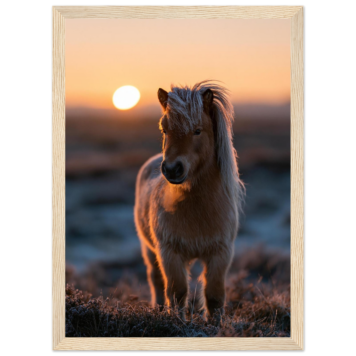 Shetland pony at sunset, print in a natural wood frame