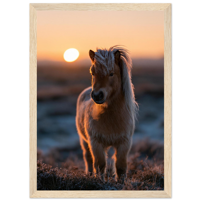 Shetland pony at sunset, print in a natural wood frame