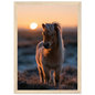 Shetland pony at sunset, print in a natural wood frame
